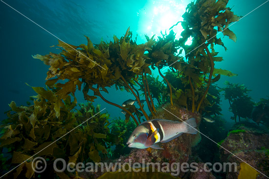Sandager's Wrasse NewZealand photo Sandager's Wrasse NewZealand photo
