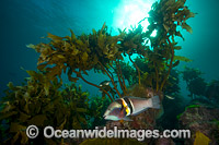Sandager's Wrasse NewZealand Photo - Justin Gilligan