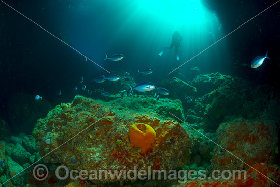 Blue Maomao Scorpis violacea photo Blue Maomao Scorpis violacea photo