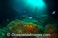 Blue Maomao Scorpis violacea Photo - Justin Gilligan