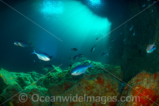 Blue Maomao Scorpis violacea photo Blue Maomao Scorpis violacea photo