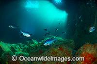 Blue Maomao Scorpis violacea Photo - Justin Gilligan