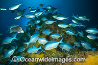 Blue Maomao Scorpis violacea Photo - Justin Gilligan