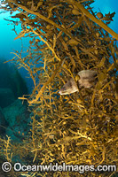 Grey Moray Gymnothorax nubilus Photo - Justin Gilligan