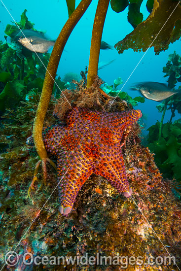 Firebrick Seastar New Zealand photo Firebrick Seastar New Zealand photo