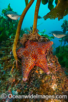 Firebrick Seastar New Zealand Photo - Justin Gilligan