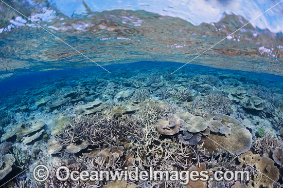 Coral Reef Fiji photo Coral Reef Fiji photo