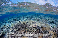 Coral Reef Fiji Photo - David Fleetham