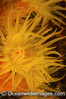 Sunshine Coral Photo - David Fleetham
