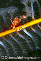 Porcelain Crab on Sea Pen Photo - David Fleetham