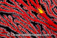Gorgonian Crab of coral Photo - David Fleetham