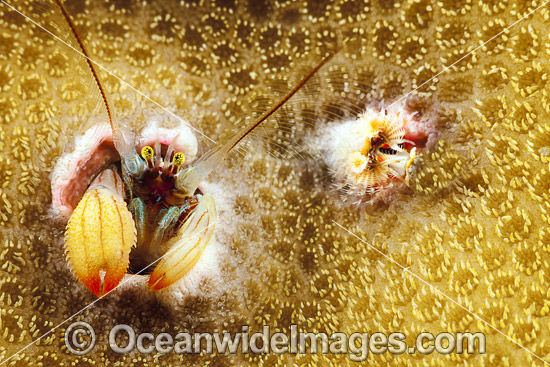 Coral Hermit Crab photo Coral Hermit Crab photo