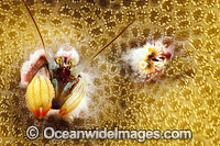 Coral Hermit Crab Photo - David Fleetham