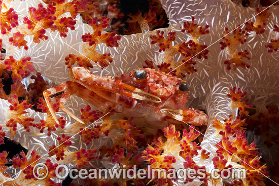 Spider Crab in Alcyonarian Soft Coral photo Spider Crab in Alcyonarian Soft Coral photo