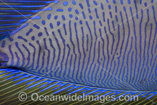 Big-nose Unicornfish detail photo Big-nose Unicornfish detail photo