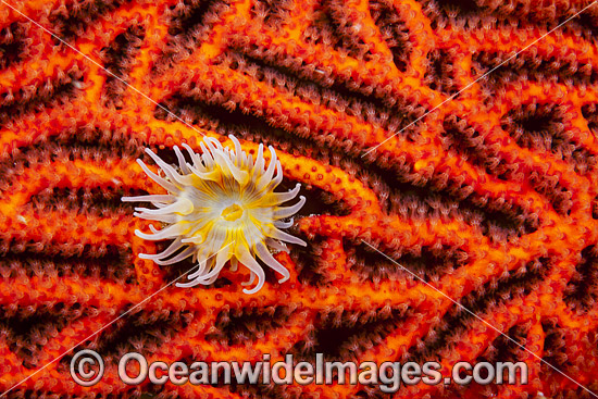 Sea Anemone on Coral photo Sea Anemone on Coral photo
