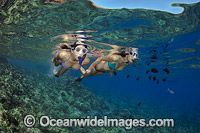 Snorkeling Coral Reef Hawaii Photo - David Fleetham