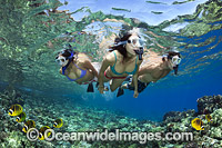 Snorkeling Hawaii Photo - David Fleetham