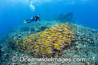 Diver with schooling snapper Photo - David Fleetham