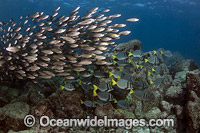 Schooling Salema Galapagos Islands Photo - David Fleetham