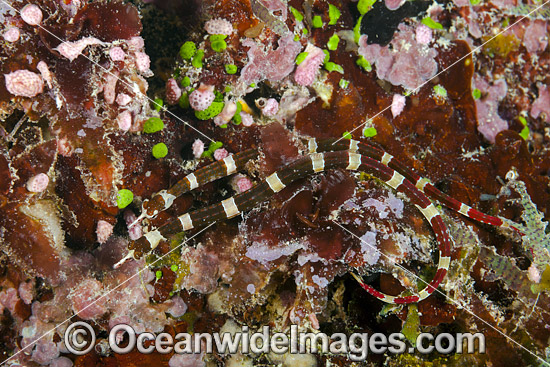 Brown-banded Pipefish Fiji photo Brown-banded Pipefish Fiji photo