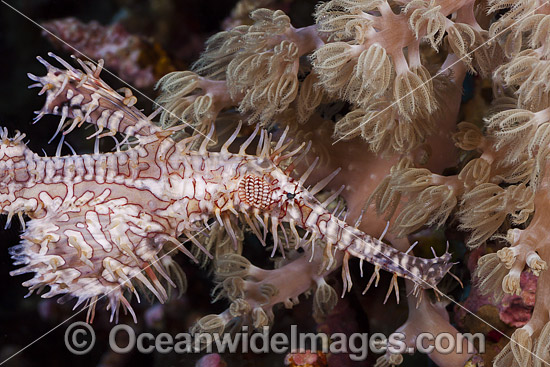 Harlequin Ghost Pipefish photo