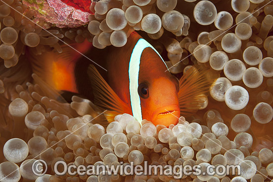 Tomato Anemonefish photo