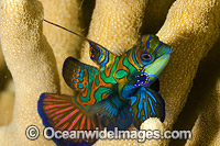 Mandarin-fish Photo - David Fleetham
