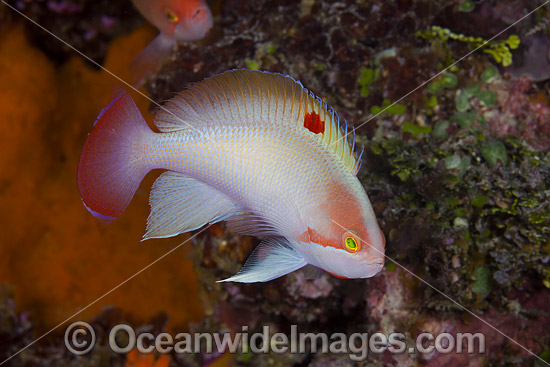 Pink Basslet Pseudanthias hypselosoma photo