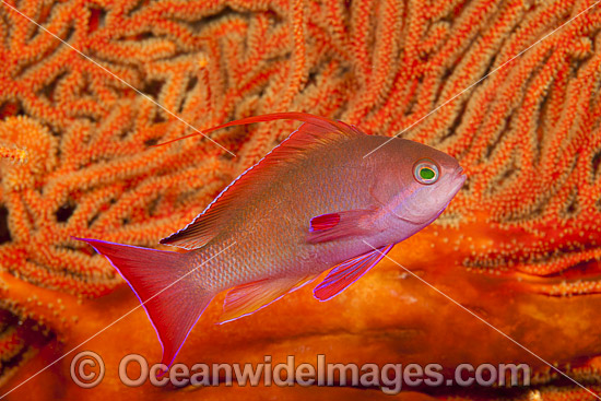 Scalefin Fairy Basslet photo
