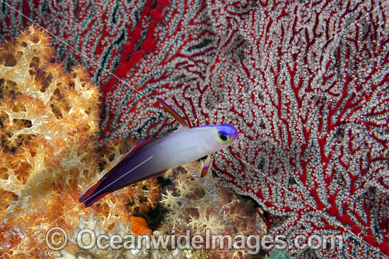 Purple Fire Goby photo Purple Fire Goby photo
