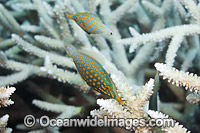 Beaked Leatherjacket Photo - David Fleetham