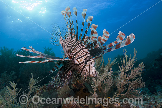 Lionfish Pterois volitans photo Lionfish Pterois volitans photo