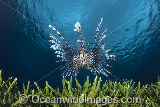 Lionfish and coral photo Lionfish and coral photo