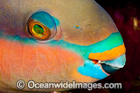 Black-veined Parrotfish Photo - David Fleetham