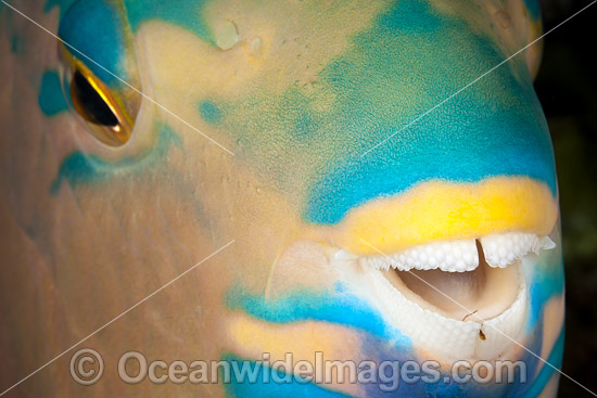 Three-color Parrotfish photo Three-color Parrotfish photo