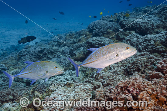 Blue-fin Trevally photo