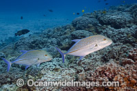 Blue-fin Trevally Photo - David Fleetham
