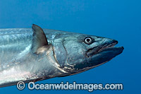 Dogtooth Tuna Photo - David Fleetham