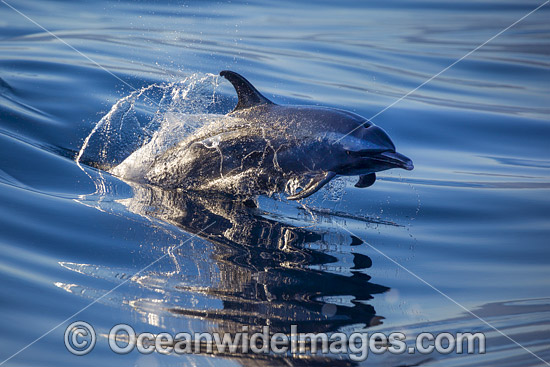 Pantropical Spotted Dolphin photo Pantropical Spotted Dolphin photo