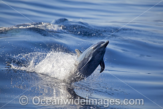 Pantropical Spotted Dolphin photo