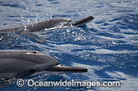Spinner Dolphins Hawaii Photo - David Fleetham