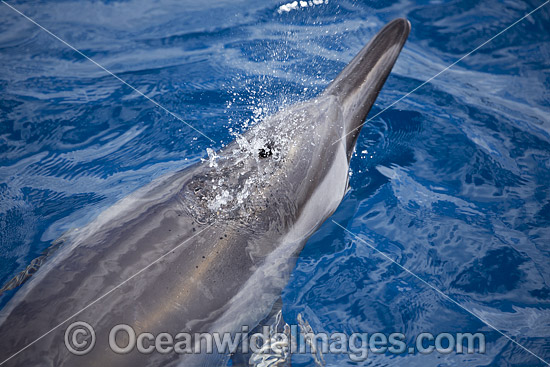 Spinner Dolphins Hawaii photo Spinner Dolphins Hawaii photo