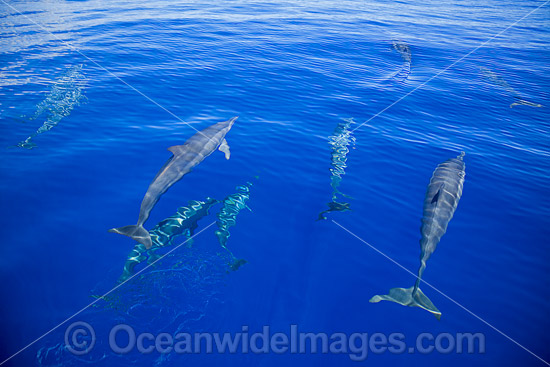 Spinner Dolphins Micronesia photo Spinner Dolphins Micronesia photo