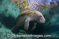 Florida Manatee Crystal River Photo - David Fleetham