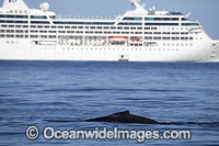 Humpback Whale near Cruise Ship Photo - David Fleetham