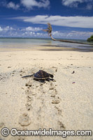 Green Sea Turtle Photo - David Fleetham