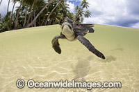 Green Sea Turtle Photo - David Fleetham