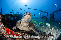 Green Sea Turtle Photo - David Fleetham