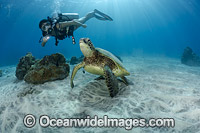 Scuba Diver and Green Sea Turtle Photo - David Fleetham